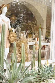 绿色仙人掌仙人球摄影素材