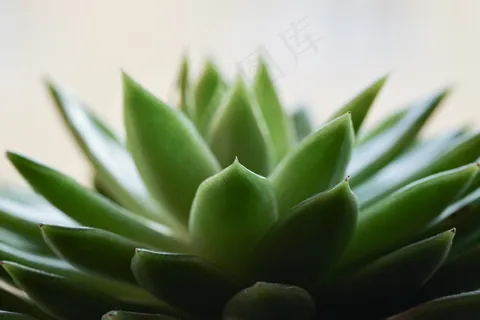 绿色多肉植物摄影图片