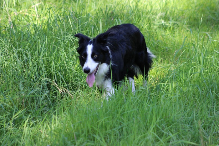 绿草地边境牧羊犬图片