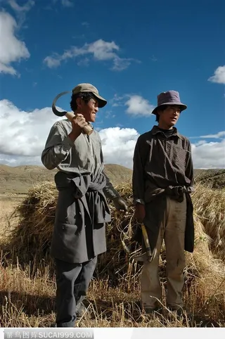 西藏人文风情-收获青稞的藏民