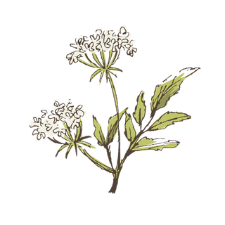 线条草本花卉手绘植物-花3彩色