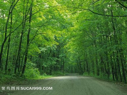 绿林阴道摄影图