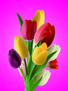 郁金香花束图片 郁金香花束图片