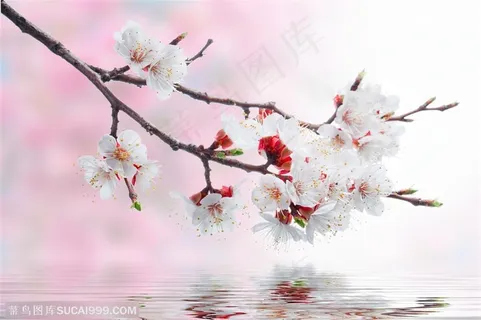 高清梅花图片下载