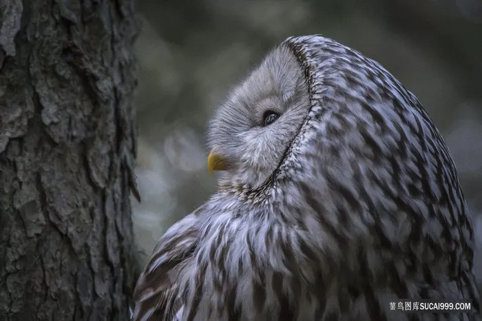 高清夜雾中的猫头鹰鸟图片