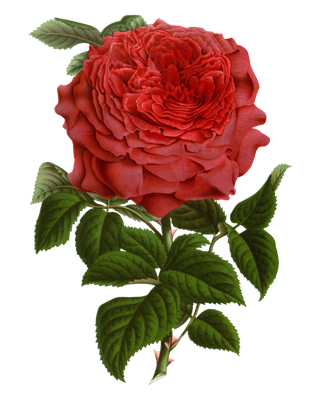 鲜花玫瑰免扣素材