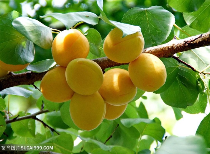 新鲜的水果杏图片