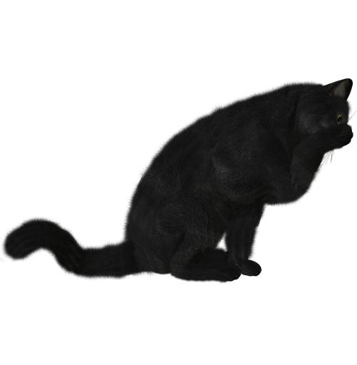 猫 PNG 图像免抠(1490x1520)
