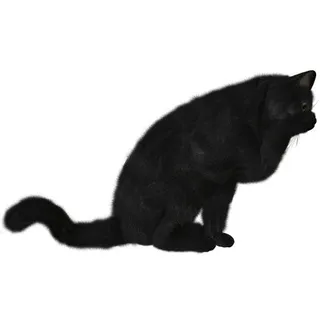 猫 PNG 图像免抠