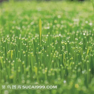 唯美地上的小草素材图片