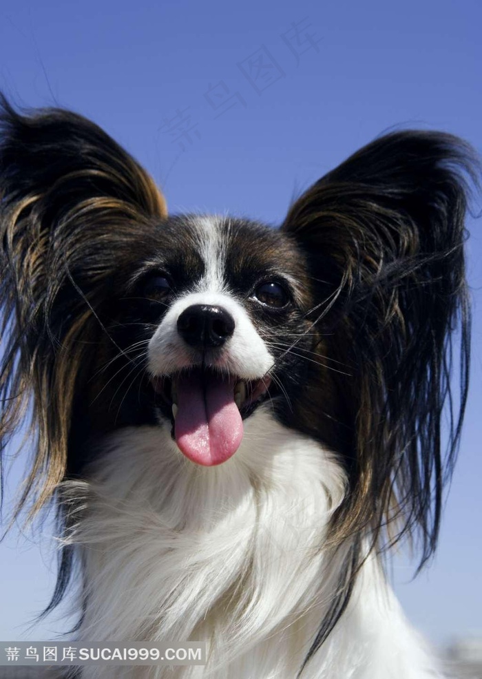 高清蝴蝶犬图片下载