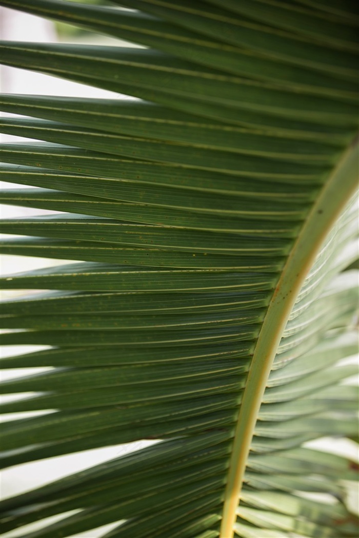 叶子板特写图片