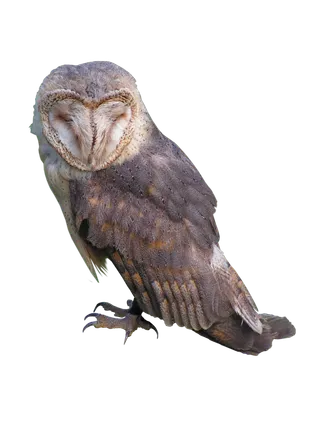 猫头鹰野生动物设计素材动物园鹰