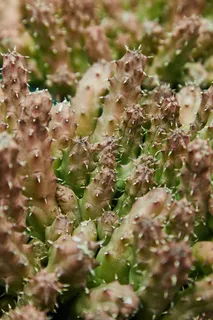 绿色仙人掌仙人球摄影素材