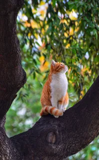 可爱猫咪猫猫摄影素材 可爱猫咪猫猫摄影素材