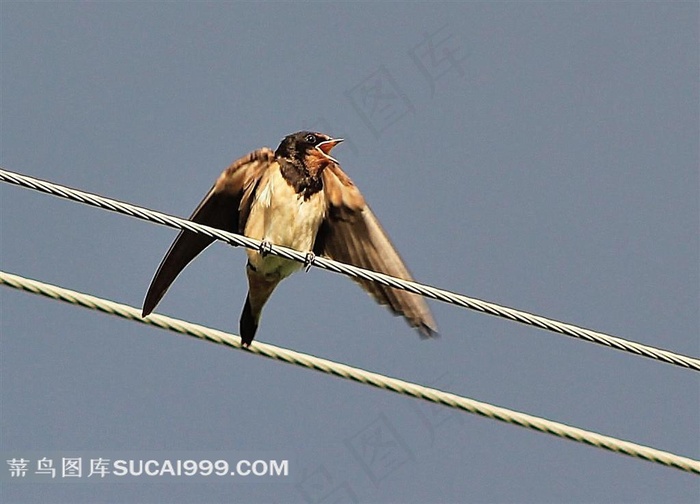 电线上的燕子