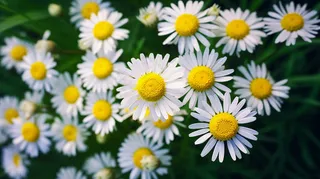 雏菊白色草丛里摄影图