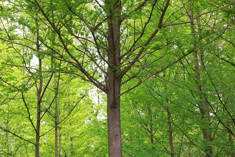 树林中的一棵粗树