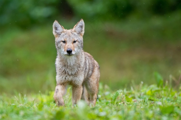 可爱的小狐狸唯美野生动物图片