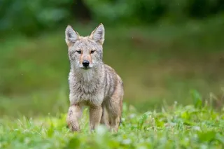 可爱的小狐狸唯美野生动物图片