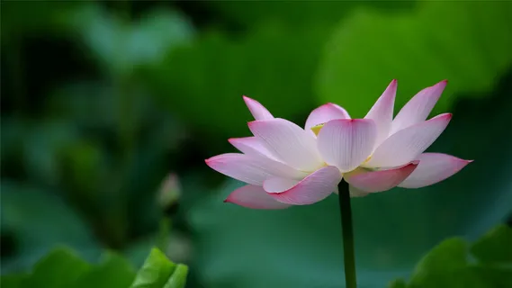 荷花莲花荷叶