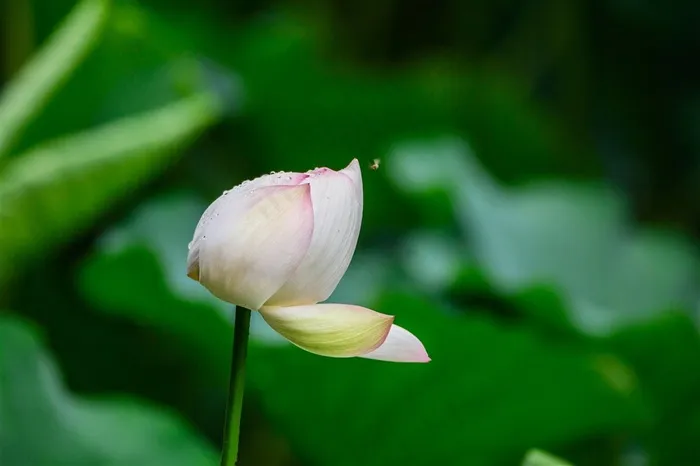 绿荫中洁白的荷花