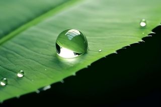 树叶露珠水滴抓拍摄影图