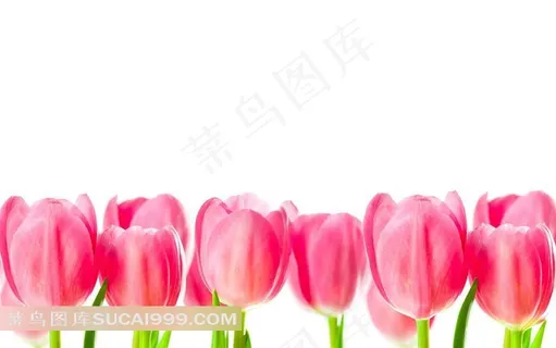 娇艳的粉色郁金香鲜花摄影背景