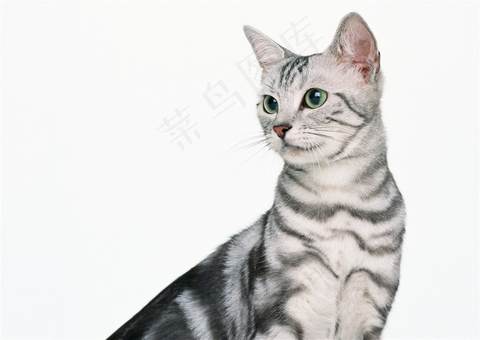 宠物猫摄影美图素材猫咪图片