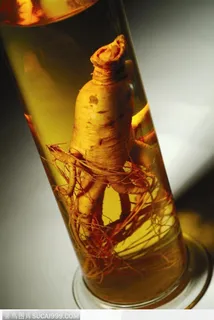 生物技术-玻璃瓶中的人参