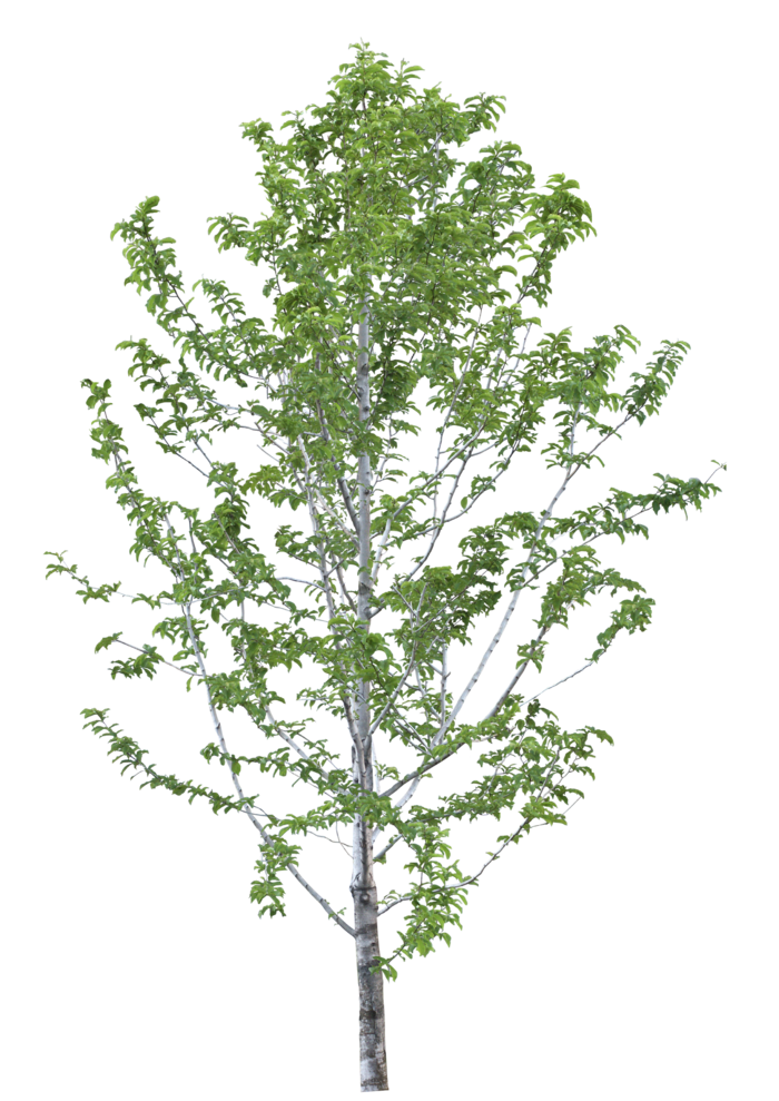 高清树木素材 免抠PSD植物素材 美术绘画园林贴图 树草灌木花草