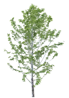 高清树木素材 免抠PSD植物素材 美术绘画园林贴图 树草灌木花草