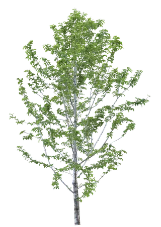 高清树木素材 免抠PSD植物素材 美术绘画园林贴图 树草灌木花草