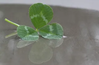 绿叶四叶草图片