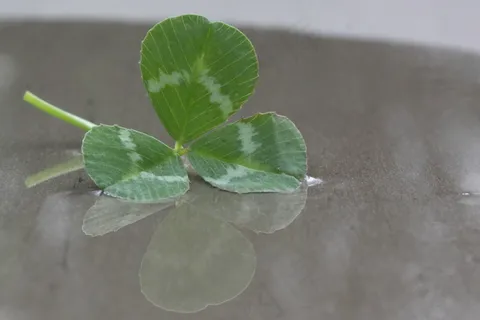 绿叶四叶草图片 绿叶四叶草图片