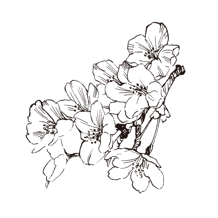 线条草本花卉手绘植物-樱花4