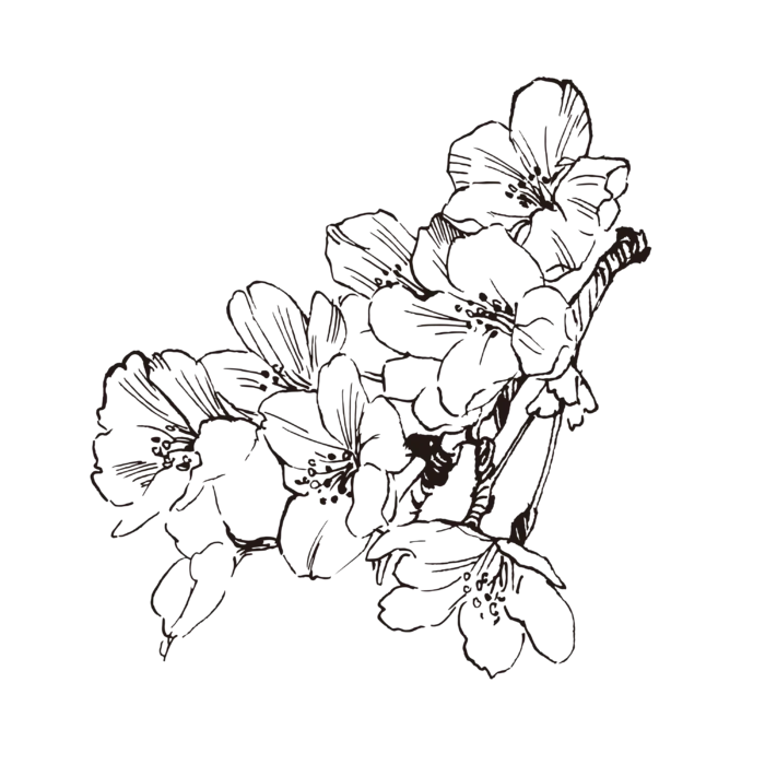 线条草本花卉手绘植物-樱花4