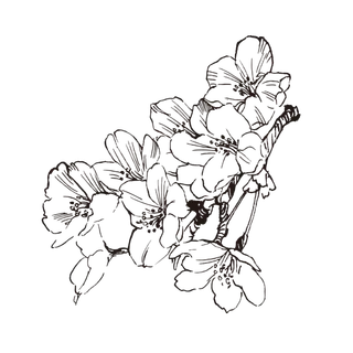 线条草本花卉手绘植物-樱花4