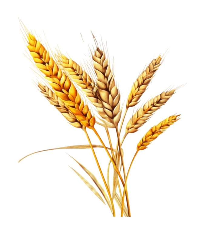 小麦麦穗金黄免抠