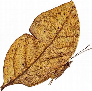 枯叶蝶图片大全 枯叶蝶图片大全