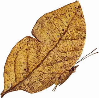 枯叶蝶图片大全 枯叶蝶图片大全