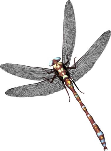 蜻蜓 PNG免抠(540x730)
