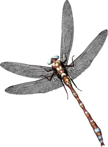 蜻蜓 PNG免抠(540x730)