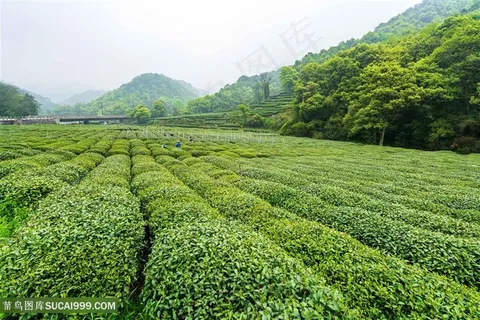 绿色茶山茶园