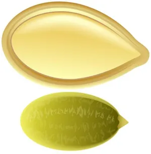 南瓜子 PNG免抠