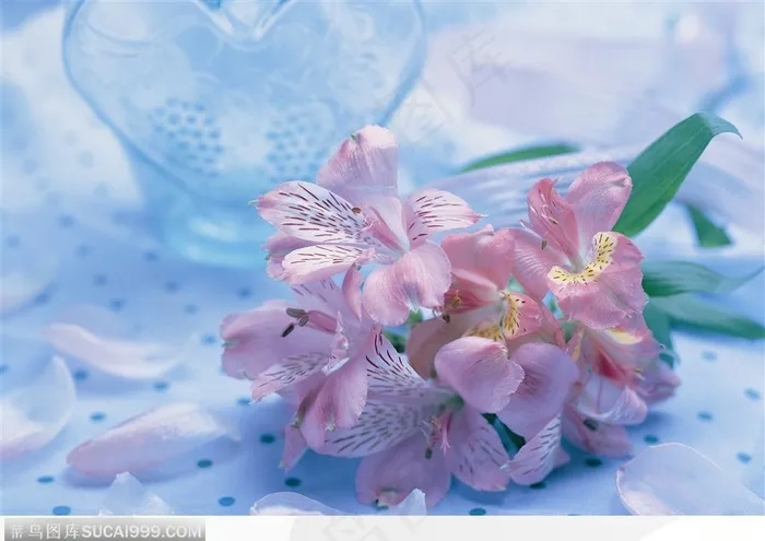 情人节物语-一束倒放的蝴蝶兰
