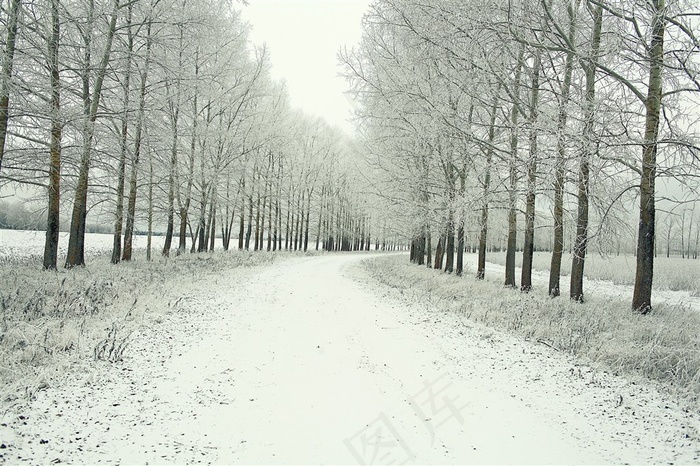 雪景下的几排树林