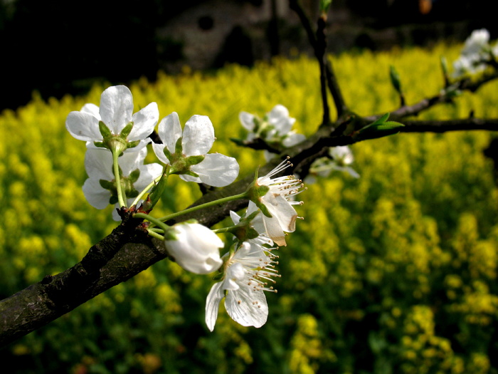高清李花素材图片下载