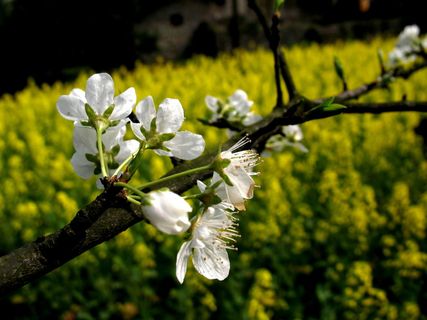 高清李花素材图片下载