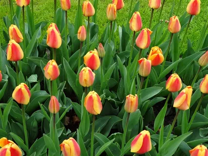 高清郁金香花海鲜花图片